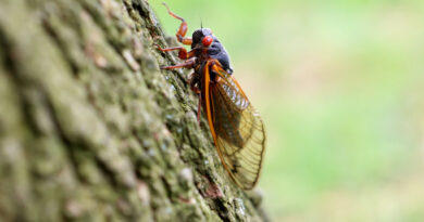 How long will cicadas be around this year? Here's when to expect Brood XIX, XIII to die off
