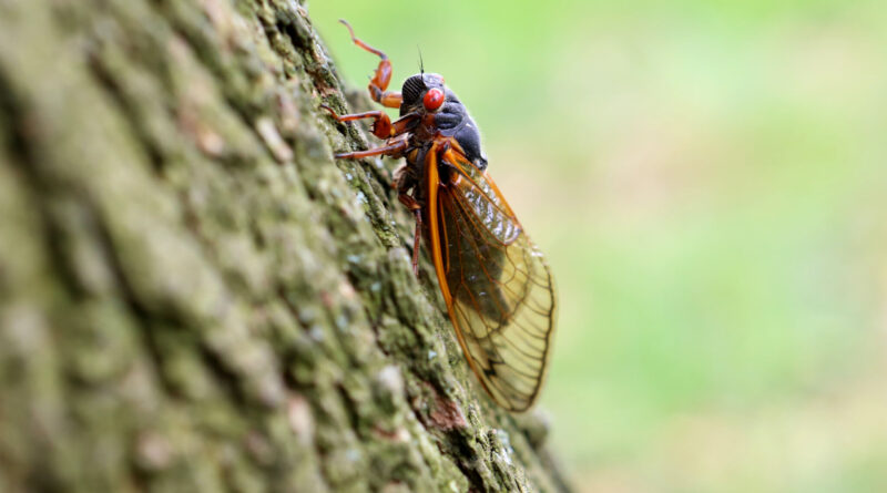 How long will cicadas be around this year? Here's when to expect Brood XIX, XIII to die off