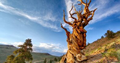 The oldest tree in the world: Meet 'Methuselah,' a literal hidden gem.