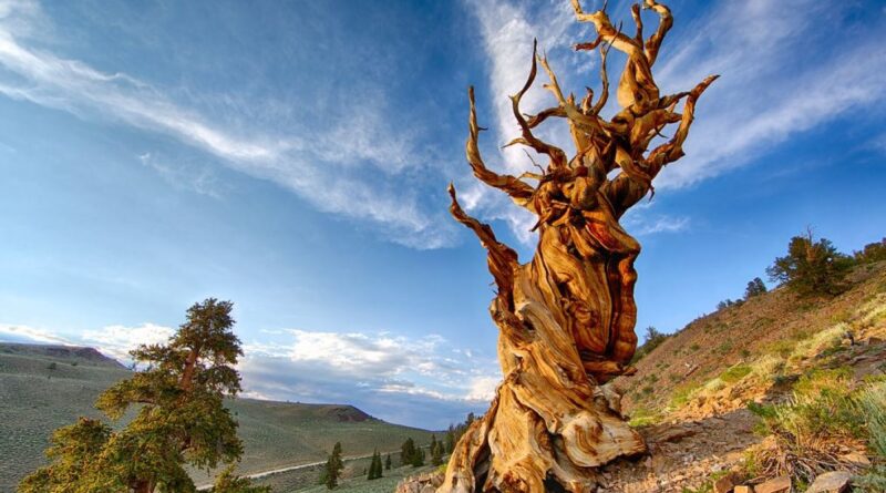 The oldest tree in the world: Meet 'Methuselah,' a literal hidden gem.